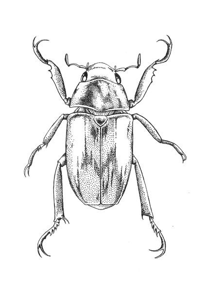 Beetle pen drawing by Janneke Wiersma