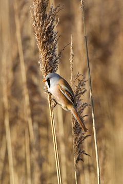 Bearded man on a reed stalk