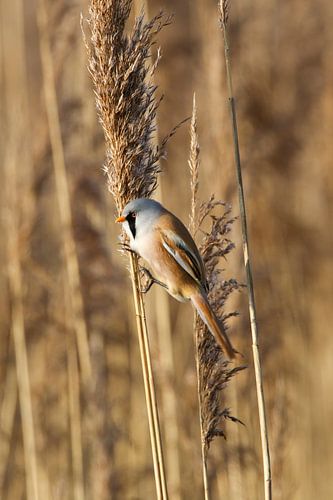 Bearded man on a reed stalk