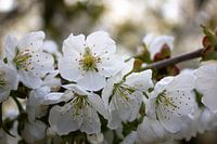 White blossom