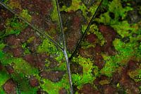 Natur mit irdischen Farben