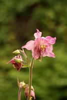 Columbine en rose