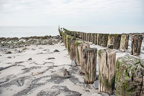 Verweerde strandpalen bij Westkapelle Zeeland