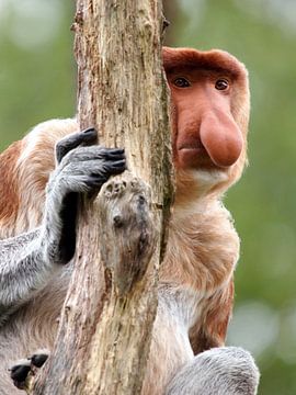 Portrait d'un nasique caché derrière un tronc d'arbre sur Edwin Butter