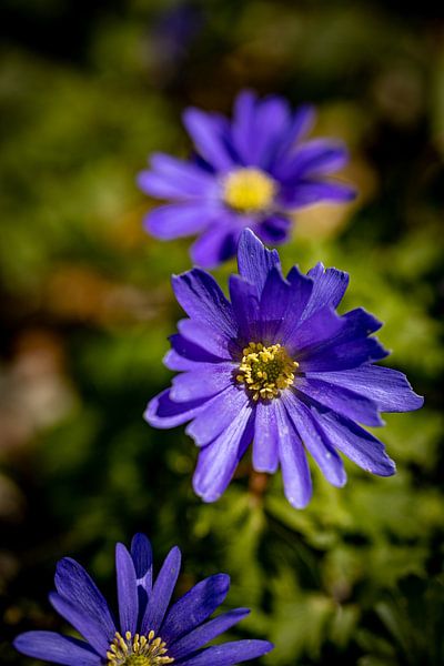 Rathenow &quot;City of Optics by David Krause