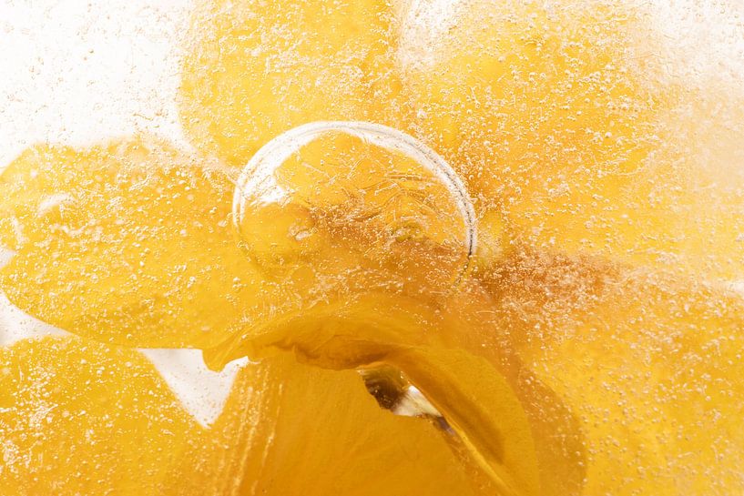Gelbe Primel in Eis 1 von Marc Heiligenstein