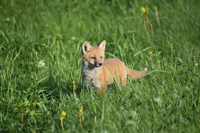 A young fox in spring by Claude Laprise