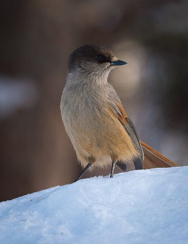 Taigagaai in the snow in Valadalen Sweden