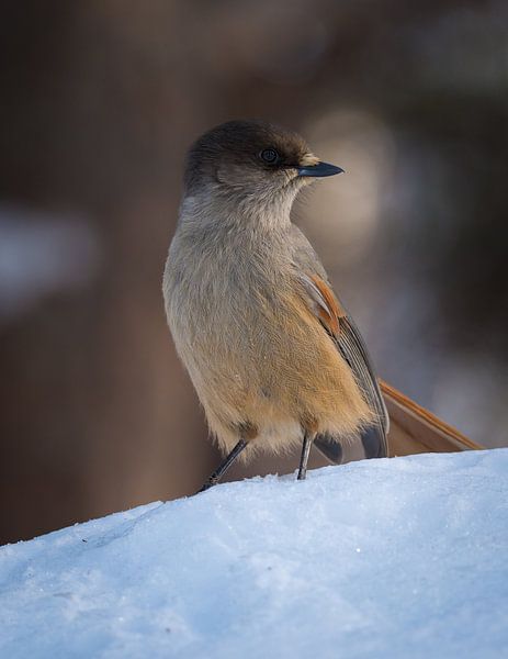 Taigagaai in de sneeuw in Valadalen Zweden van Bart Cox
