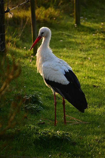 Cigogne sous le soleil du matin par Michael van Eijk