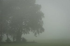 Boom in de mist. van René Jonkhout