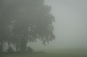 Baum im Nebel.
