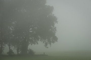 Tree in the fog. by René Jonkhout