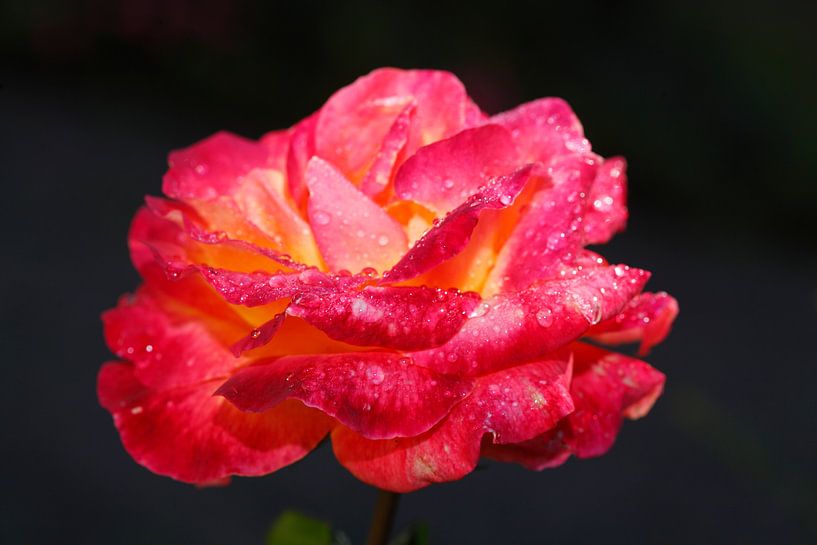 Rote Edelrose von Torsten Krüger
