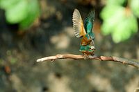 L'harmonie bleue au bord de l'eau