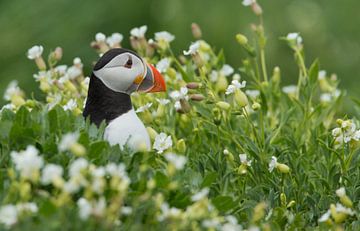 Puffin by Menno Schaefer