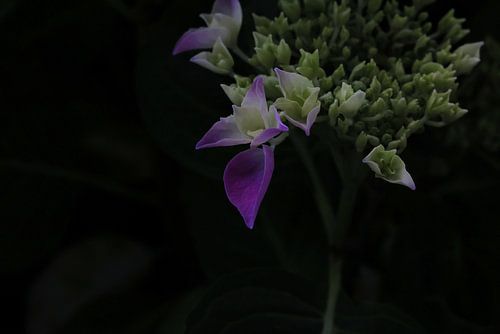 Paarse Hortensia