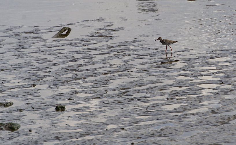 steltloper langs de rivier van joyce kool