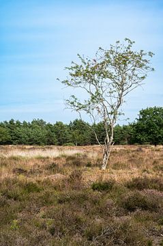 Dry heather with trees in the background on a hot summer day in by Werner Lerooy