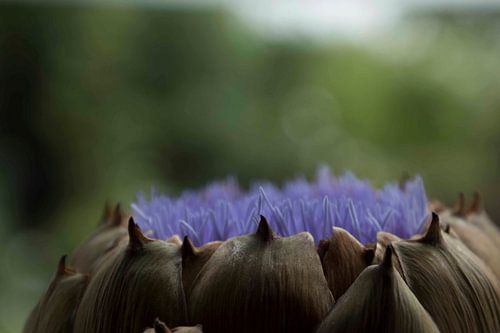 Blühende Artischocke