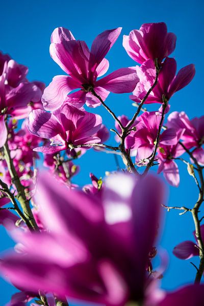 Magnolia tegen blauwe lucht van René van der Horst