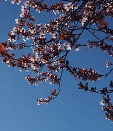 Flower Tree in Full Bloom by Inge Willems