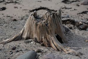 Bogoak