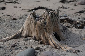 Bogoak sur Bo Scheeringa Photography