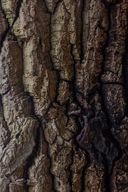 Tree bark 2 by SW Arts