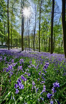 bloeiende bluebells in het bos van Jürgen Ritterbach