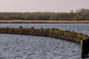 Serie Lauwersoog