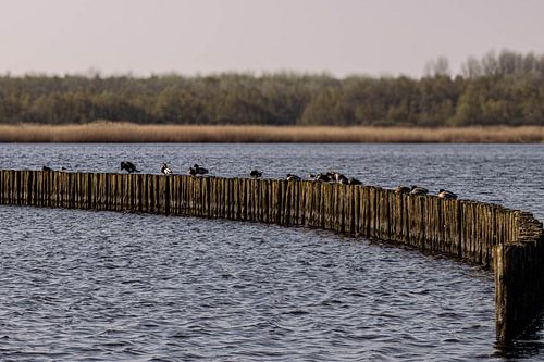 Série Lauwersoog sur Lens_en_Dier