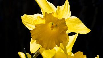 Yellow Daffodil on black background by Robin Jongerden