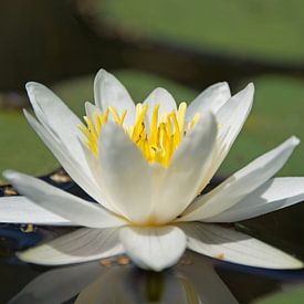 Nénuphar sur Nancy Alpaerts