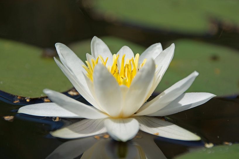 Waterlily by Nancy Alpaerts