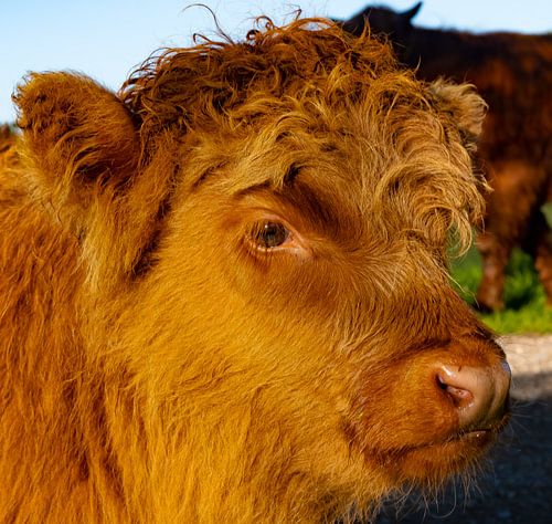 Schotse hooglander