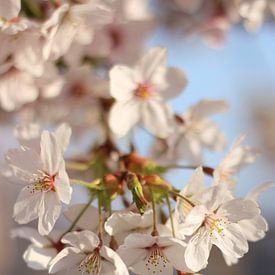 Sakura    kersenbloesems van Anke Winters
