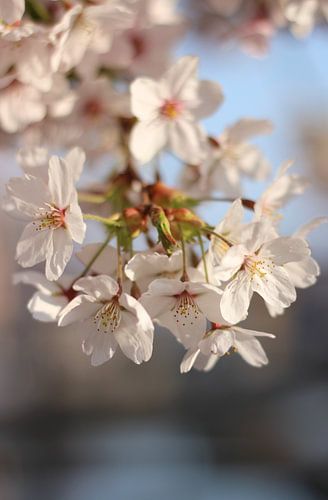 Sakura-Kirschblüten