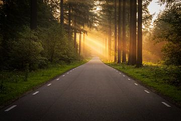Road through the Speulderbos in Ermelo Netherlands with sunrays by Bart Ros