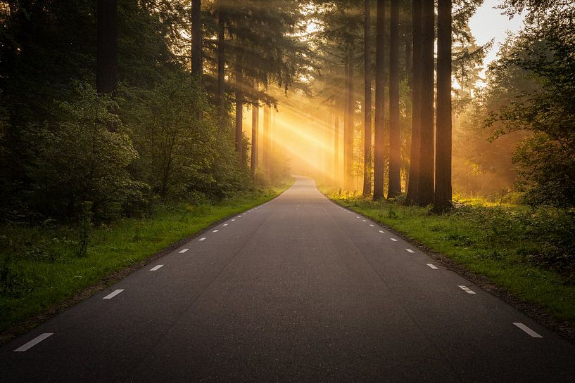Straße durch den Speulderbos in Ermelo, Niederlande, bei Sonnenschein von Bart Ros