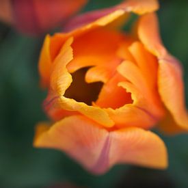 Tulpe von oben von Tom Goldschmeding