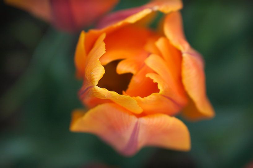 Tulp van boven van Tom Goldschmeding