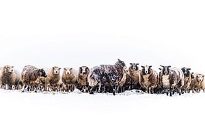 Sheep in a snow covered meadow in a winter landscape