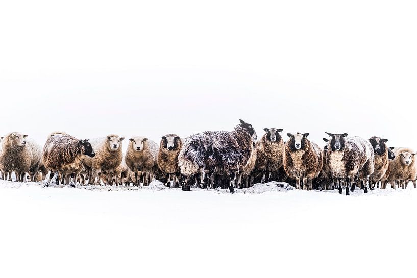 Sheep in a snow covered meadow in a winter landscape by Sjoerd van der Wal Photography