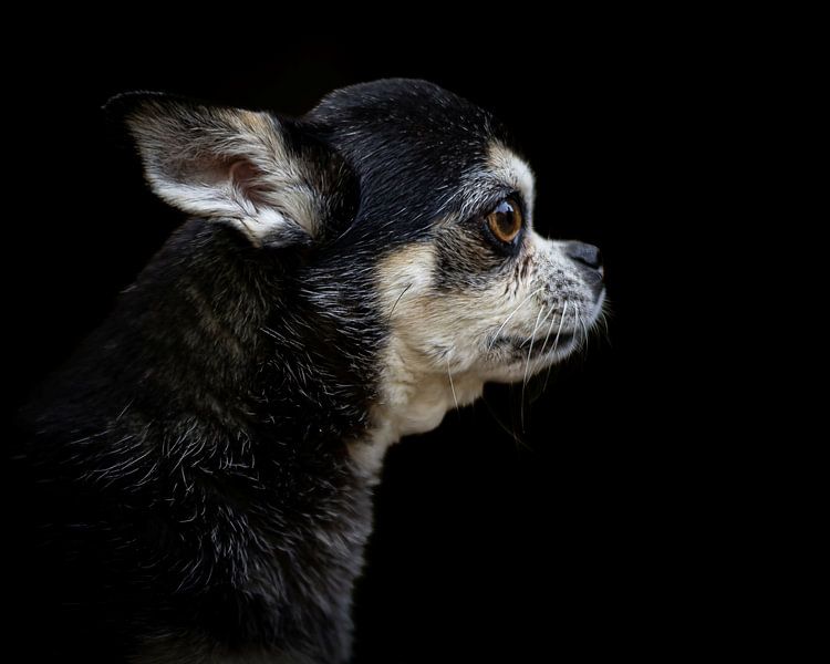 Chihuahua on a black background by Irene Ruysch fotografie