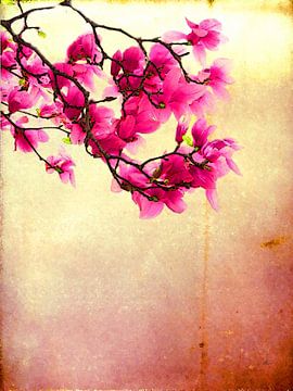 Tulip Magnolia