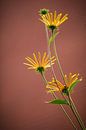 Rudbeckia 'little henry'  par Lily Ploeg Aperçu