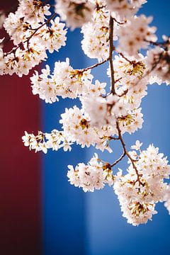Bloesem bomen in de Almeerse regenboogbuurt, Japanse Sakura in Nederland