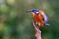 Eisvogel von Antwan Janssen Miniaturansicht