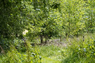 groene zomerweelde